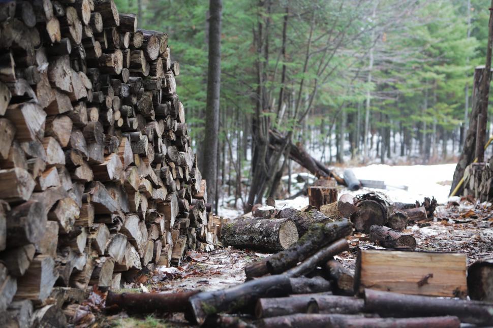 Free Image of Pile of Wood in Forest 