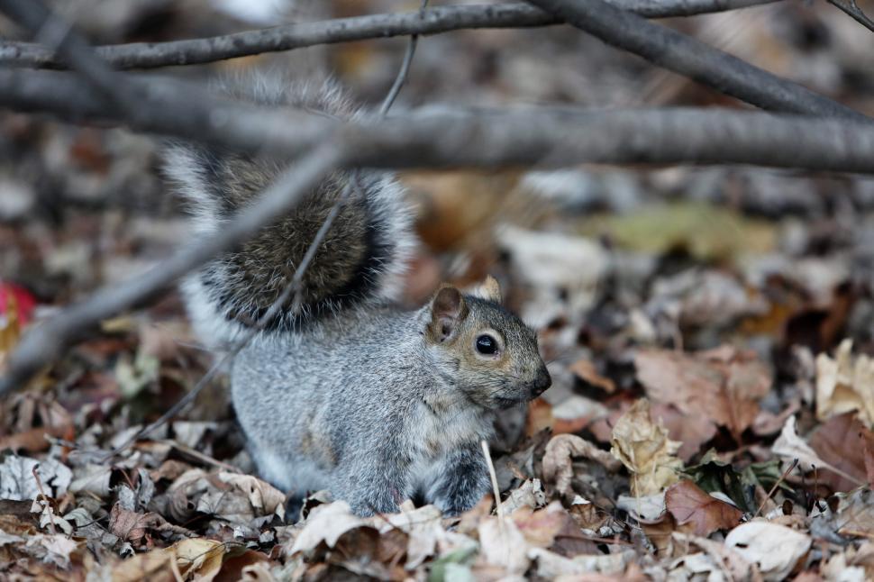 Free Image of Squirrel Sitting in Leaves 