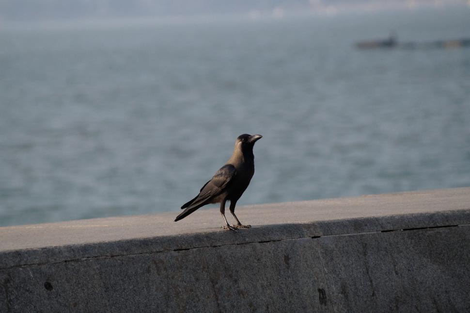 Free Image of Bird Standing on Ledge by Water 