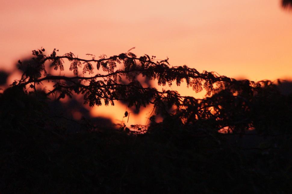 Free Image of Bird Perched on Tree Branch at Sunset 