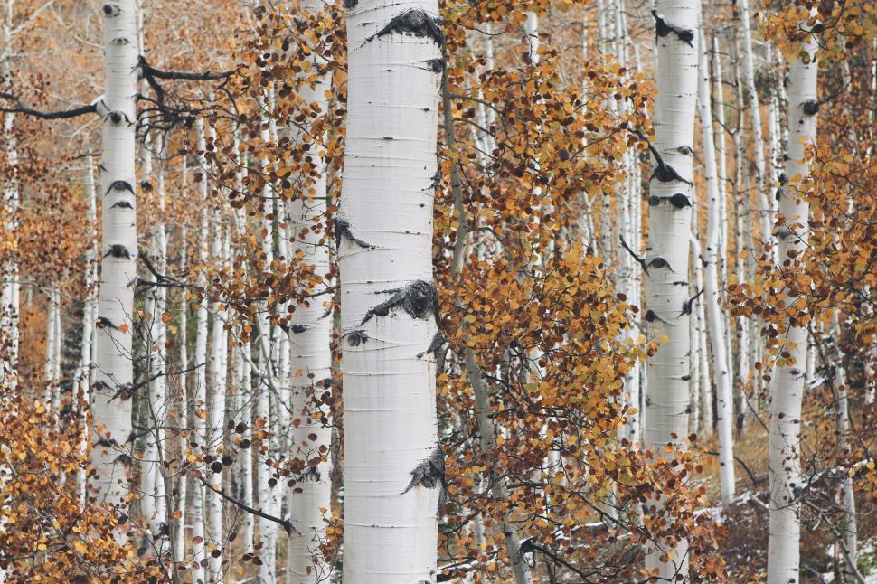Free Image of Dense Forest of Tall White Trees 