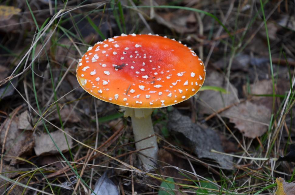 Free Image of Mushroom in forest 