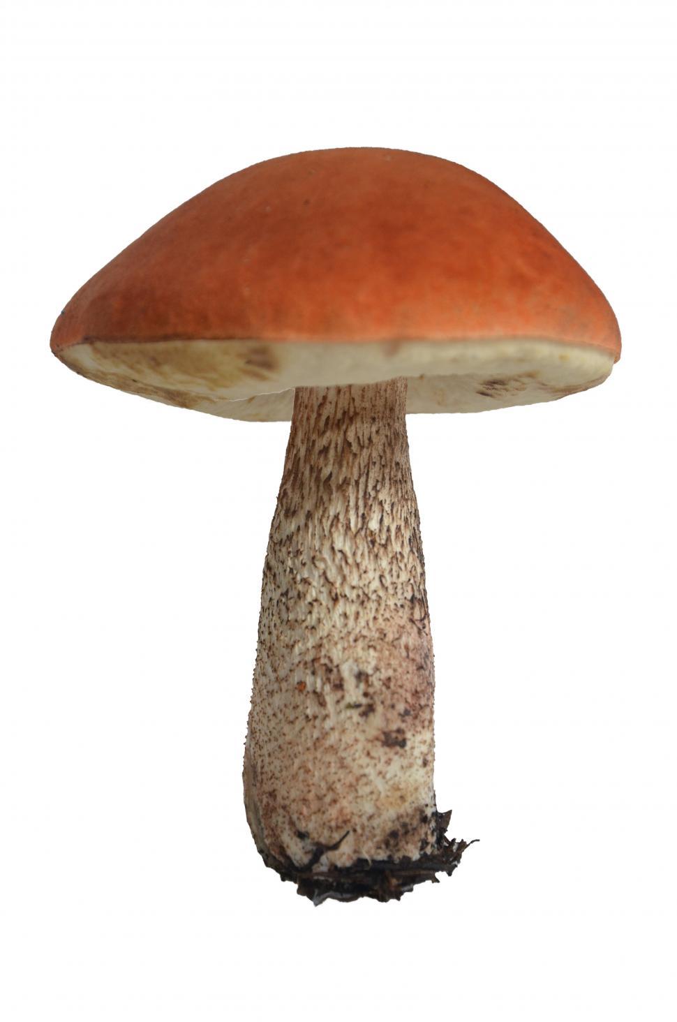 Free Image of Mushroom isolated 