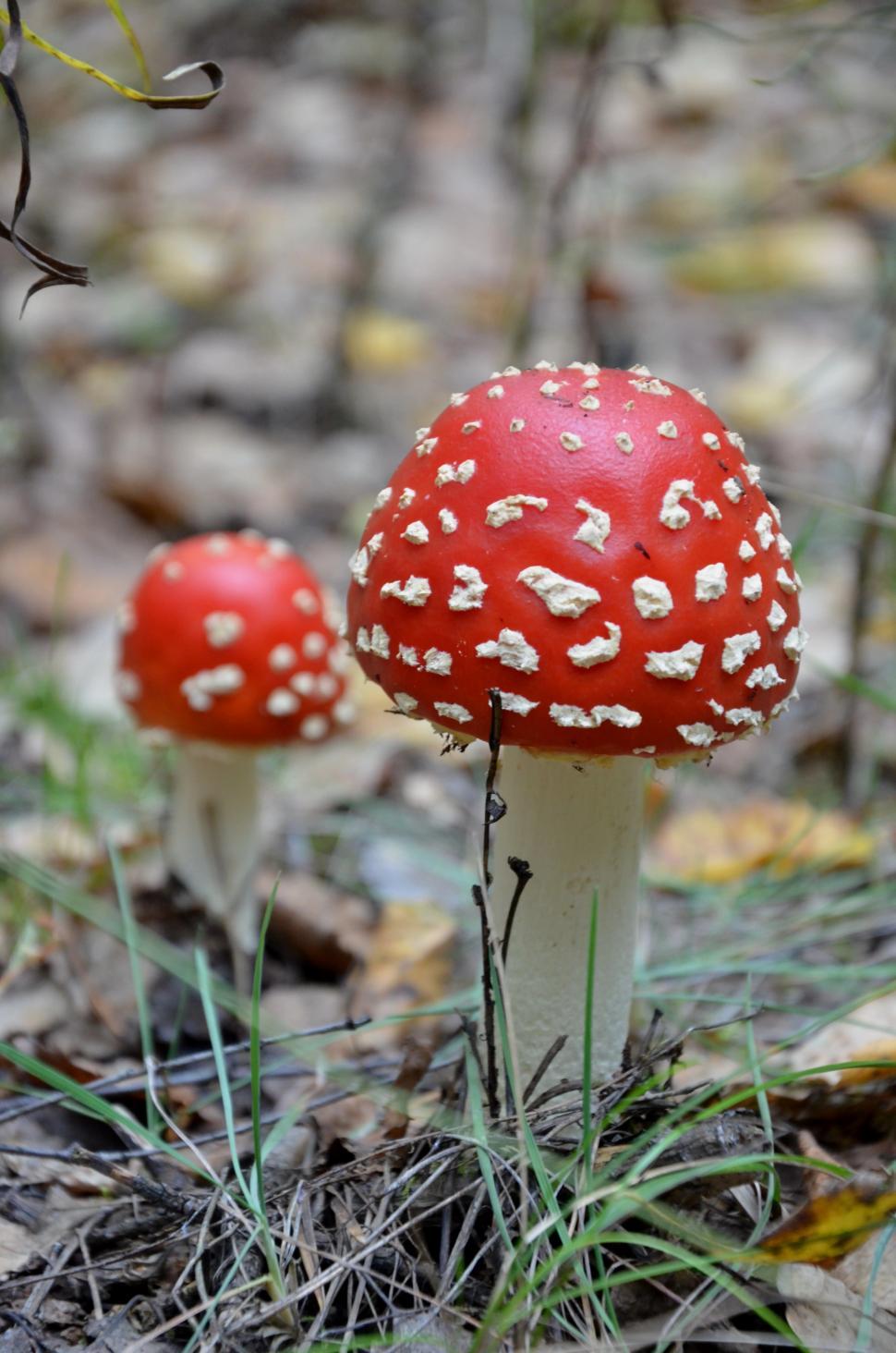 Free Image of Two Mushrooms  