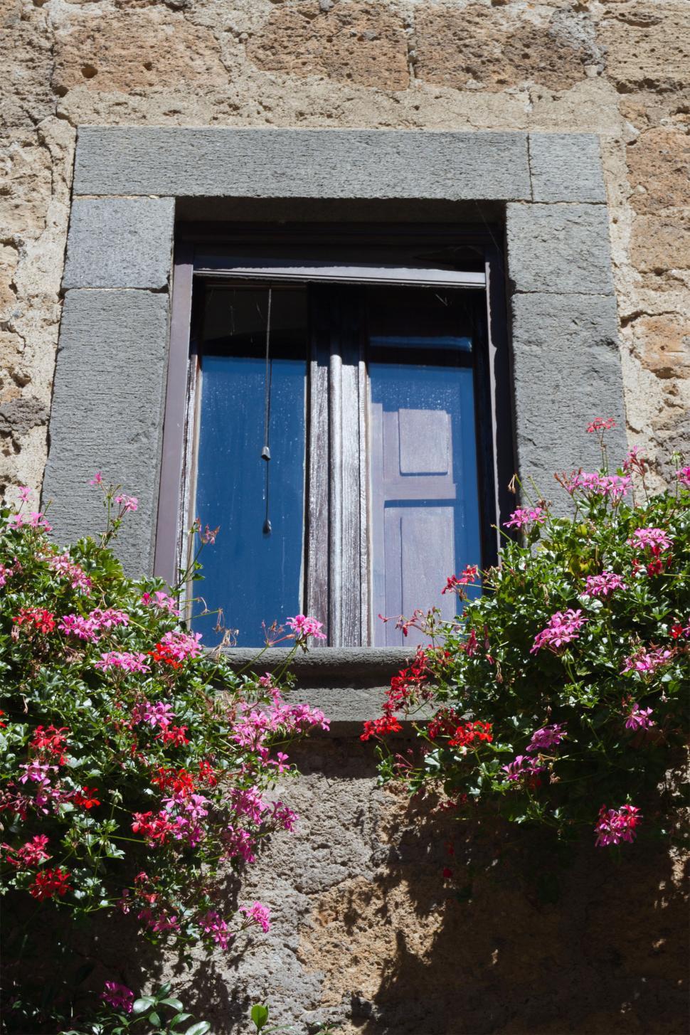 Free Image of Flowers and Window 