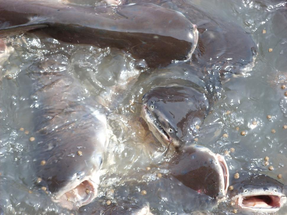 Free Image of Catfish feeding frenzy  
