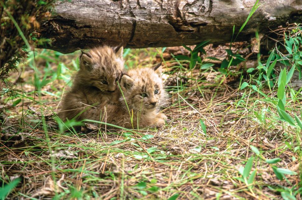Free Image of Two Lynx Kittens 