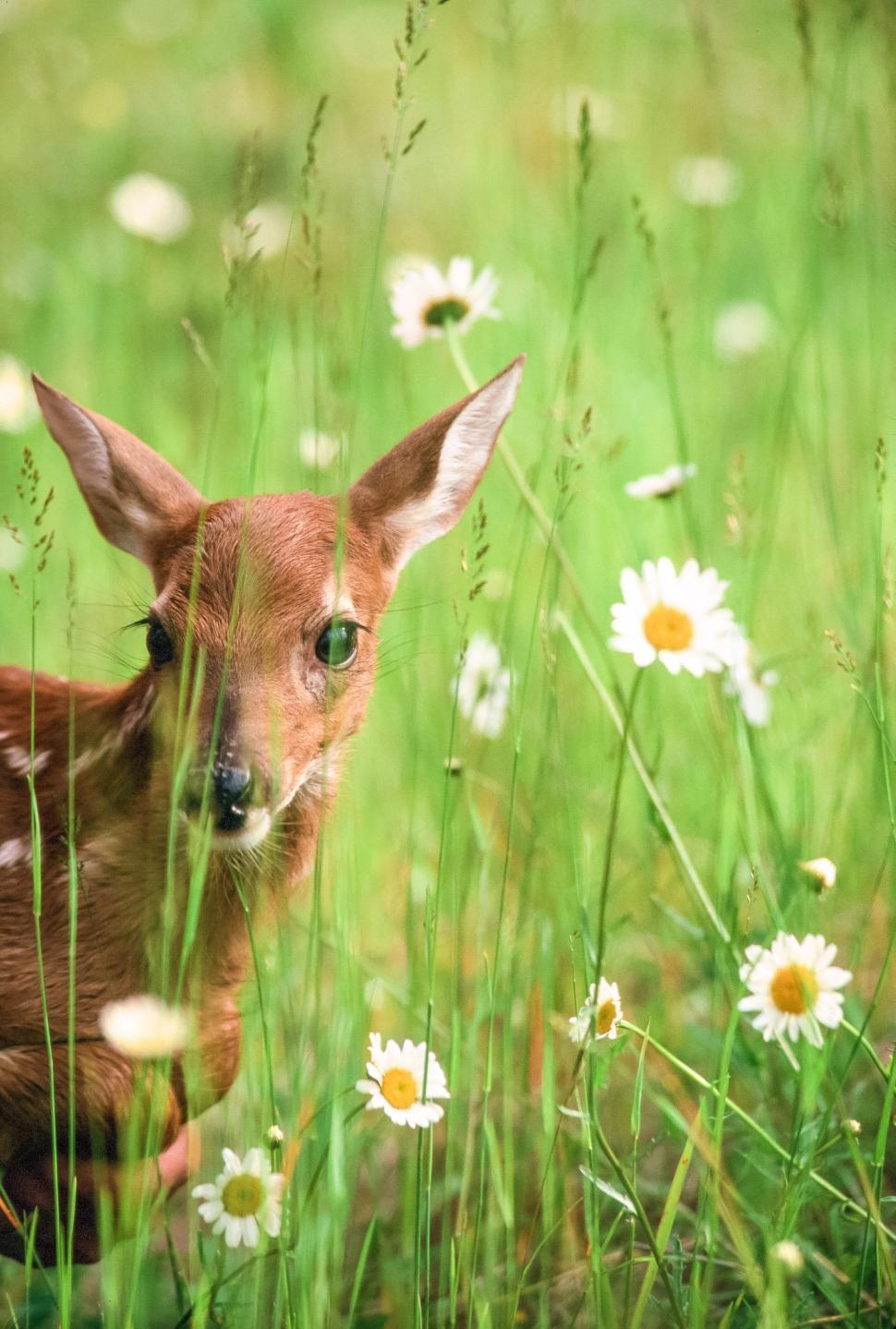 Free Image of Young Deer in grass 