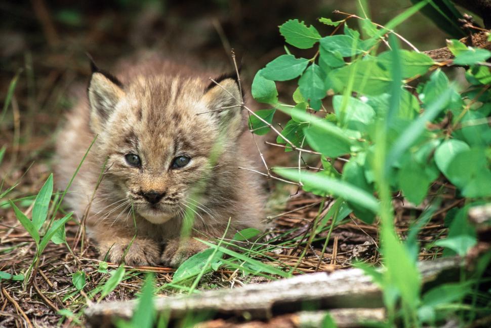 Free Image of Lynx Kitten 