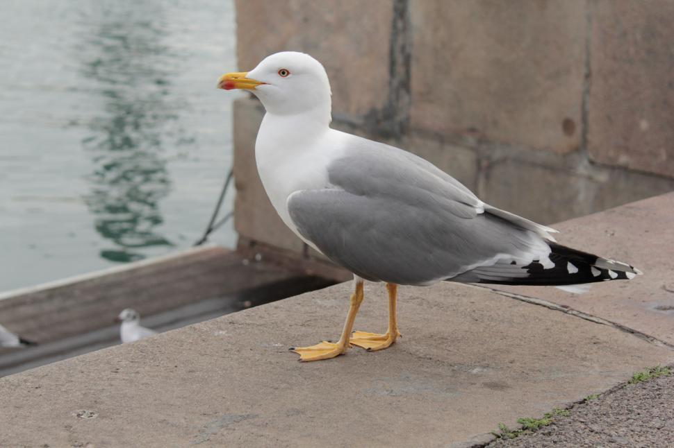 Free Image of Seagull Standing on Ledge by Water 