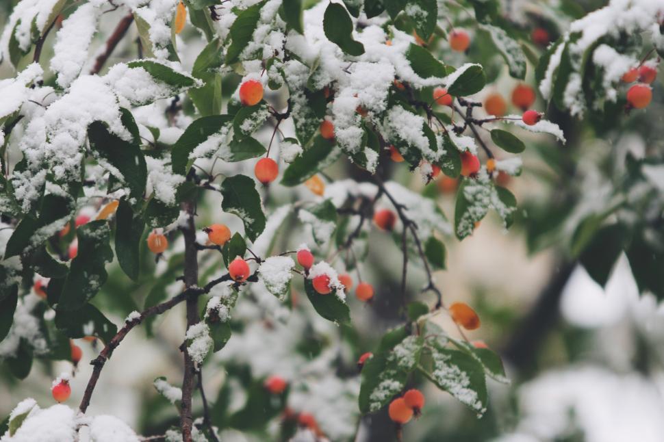 Free Image of Snow-Covered Tree With Orange Berries 