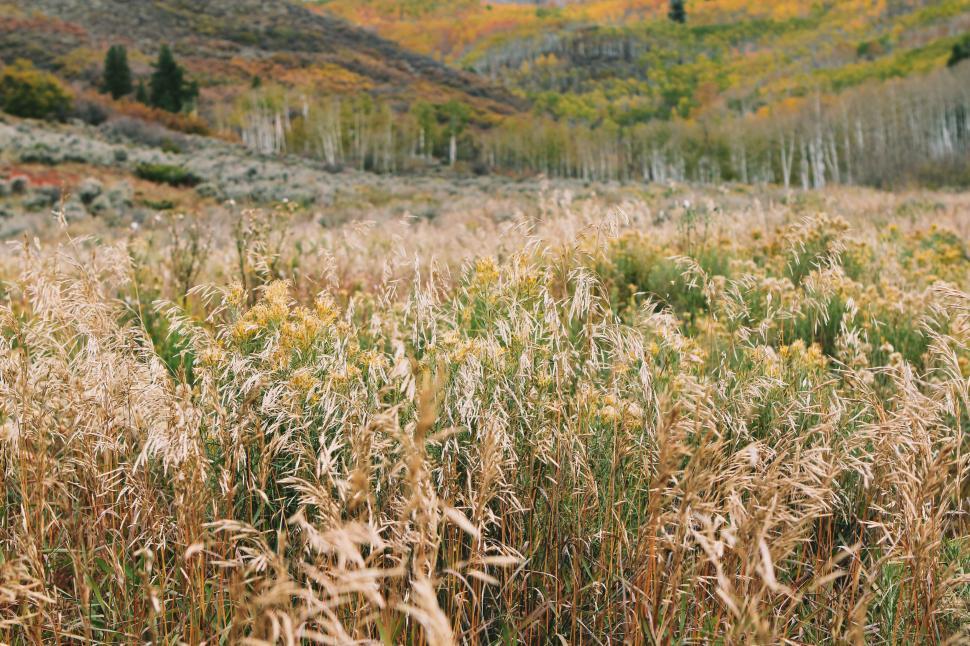 Free Image of Field of Tall Grass With Mountains 