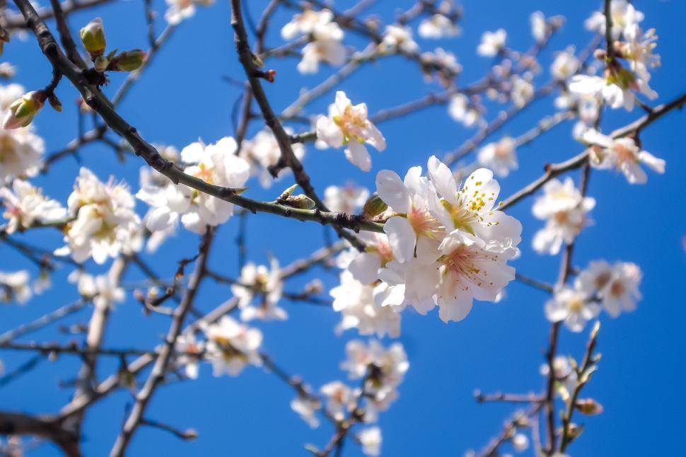 Free Image of Tree With White Flowers and Blue Sky 