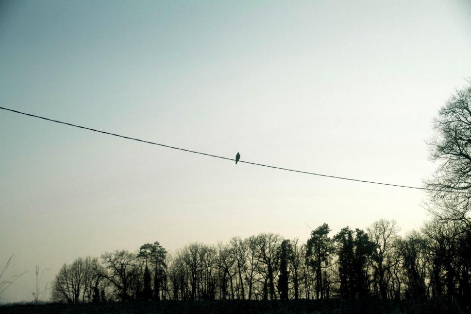 Free Image of Bird Perched on Wire in Forest 