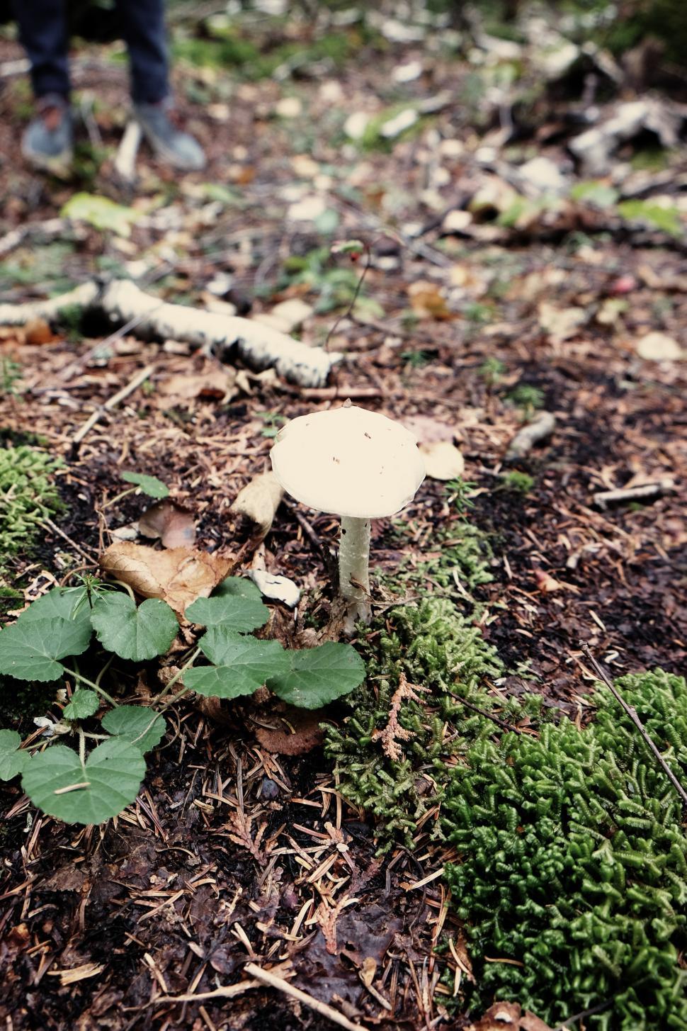 Free Image of Mushroom Resting on Forest Floor 