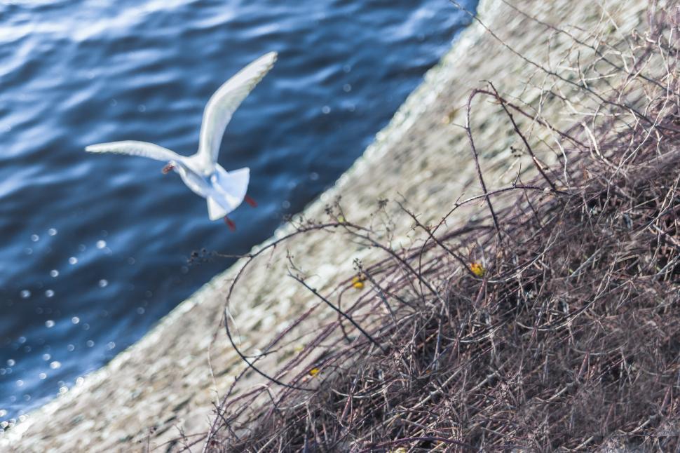 Free Image of White Bird Flying Over Body of Water 