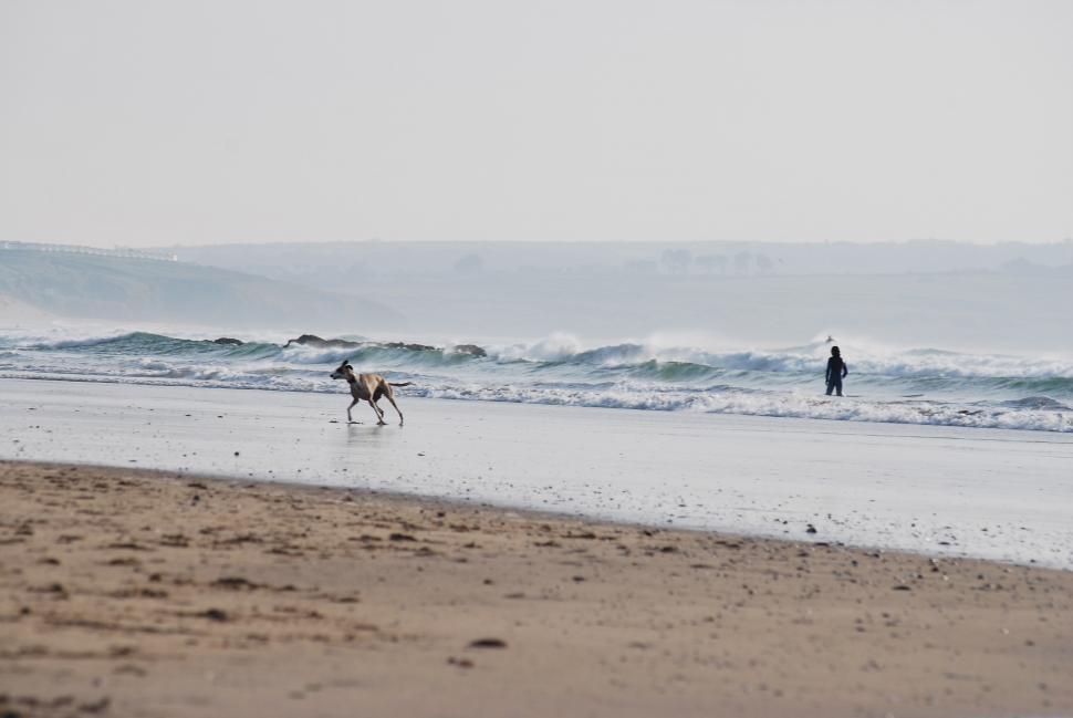 Free Image of Two People and a Dog Enjoying the Beach 