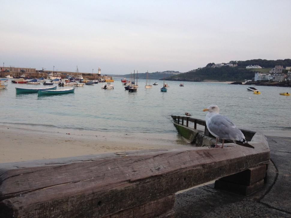 Free Image of Seagull Perched on Boat at Beach 