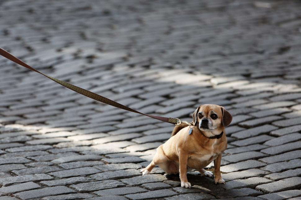 Free Image of Small Dog on Leash on Cobblestone Street 