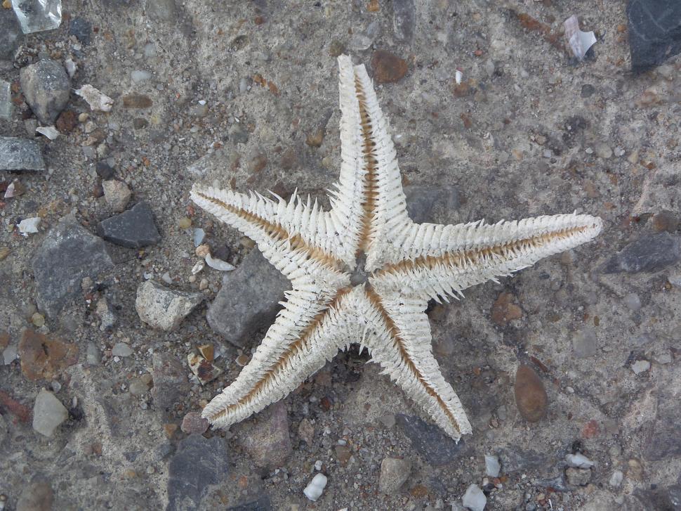 Free Image of Starfish  