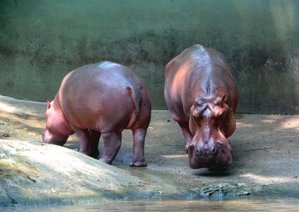 Free Image of A pair of hippos 