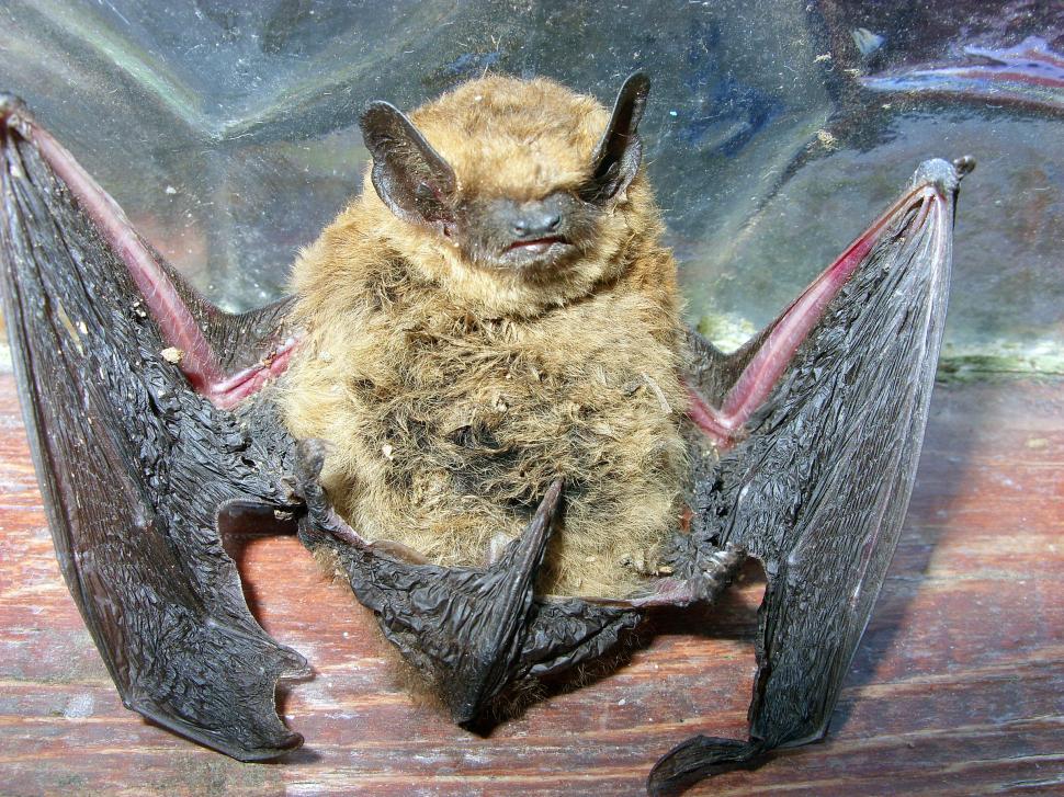 Free Image of  Dead Bat 