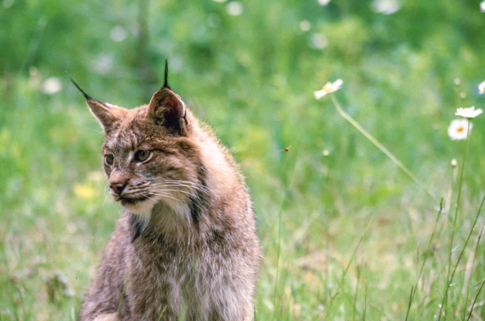Free Image of Lynx looking after kittens 