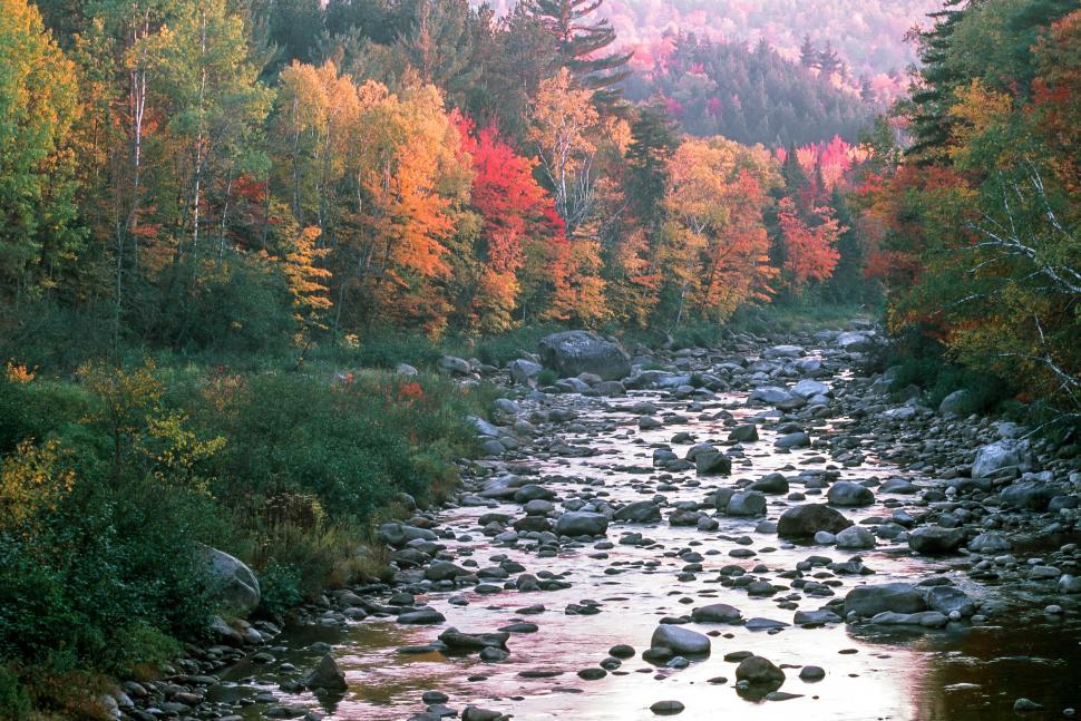 Free Image of Creek through Deciduous Forest 