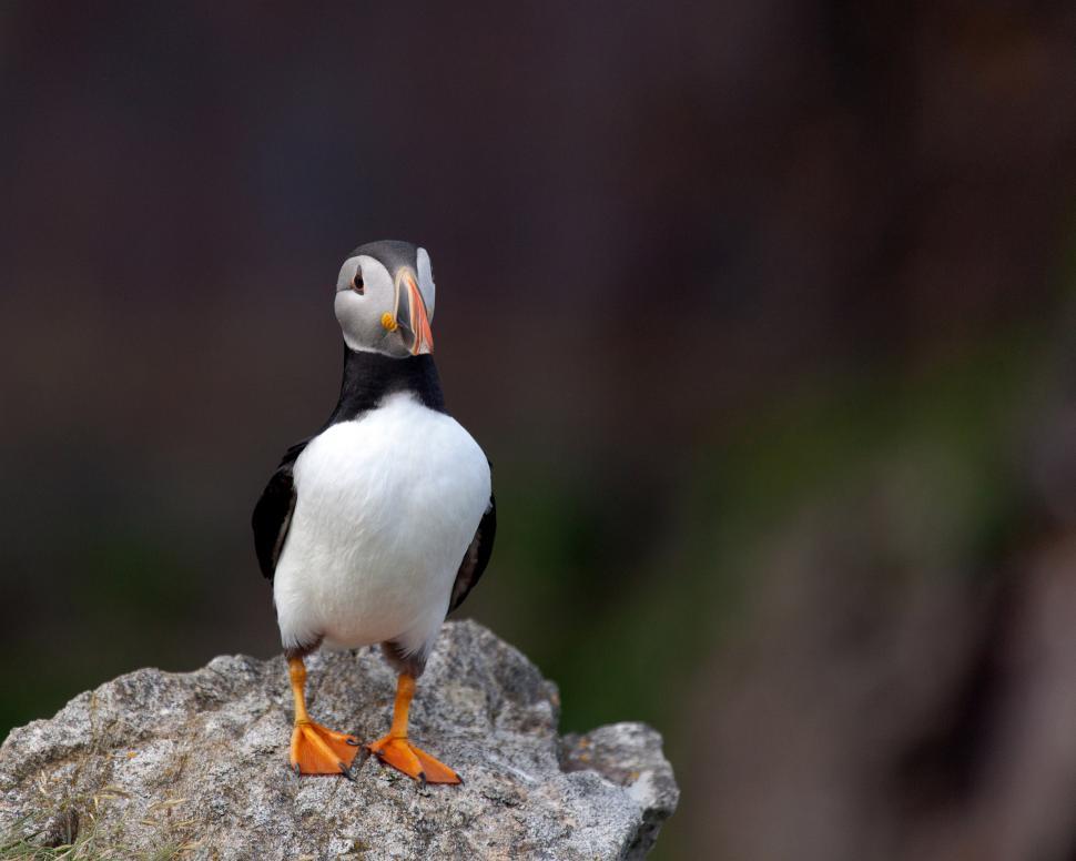 Free Image of Puffin Standing on Rock 