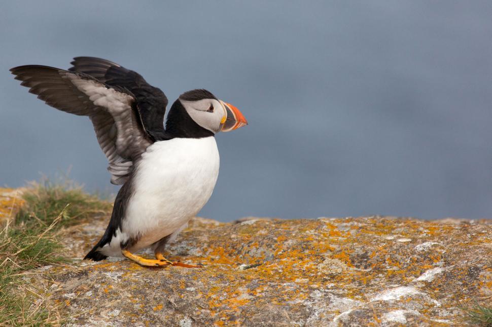 Free Image of Puffin with Wings Extended 