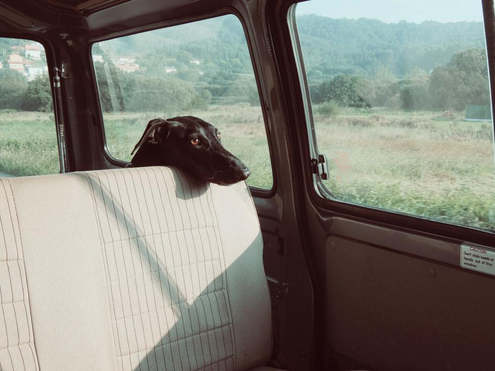 Free Image of Dog Sitting on Couch in Back of Truck 