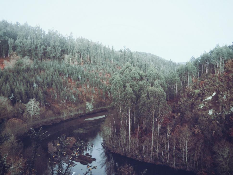 Free Image of River Flowing Through Dense Forest 