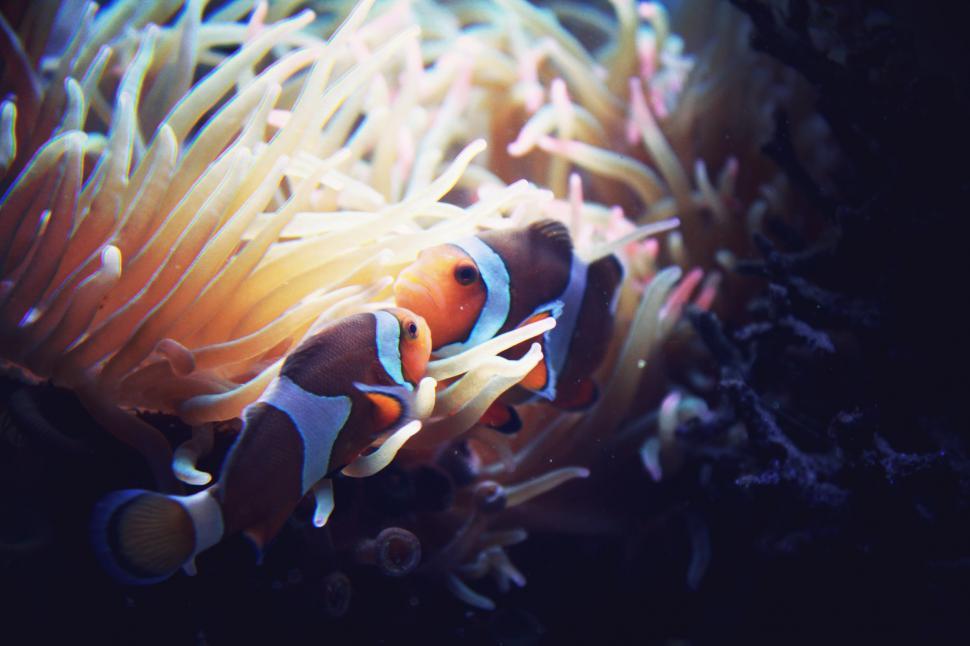 Free Image of Clown Fish Swimming in Anemone 