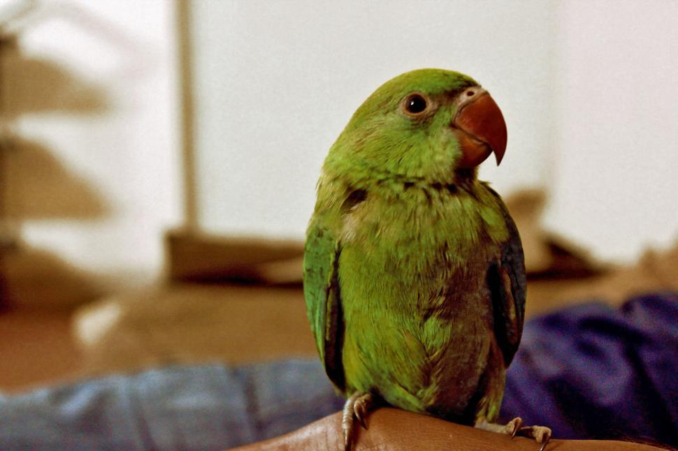Free Image of Close-Up of a Green Bird on a Persons Hand 