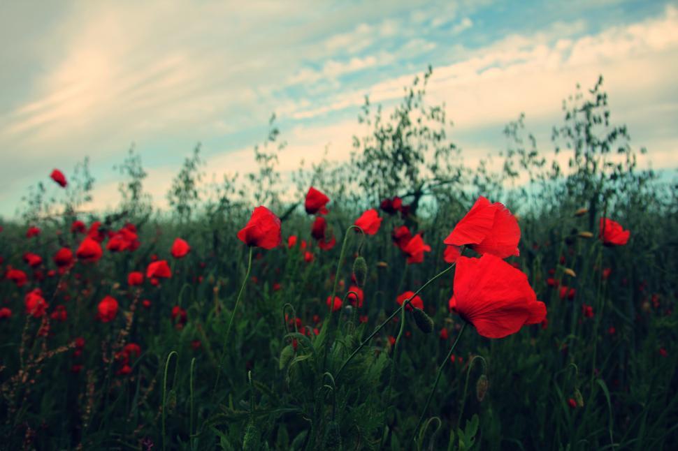 Free Image of Field of Red Flowers Under Cloudy Sky 
