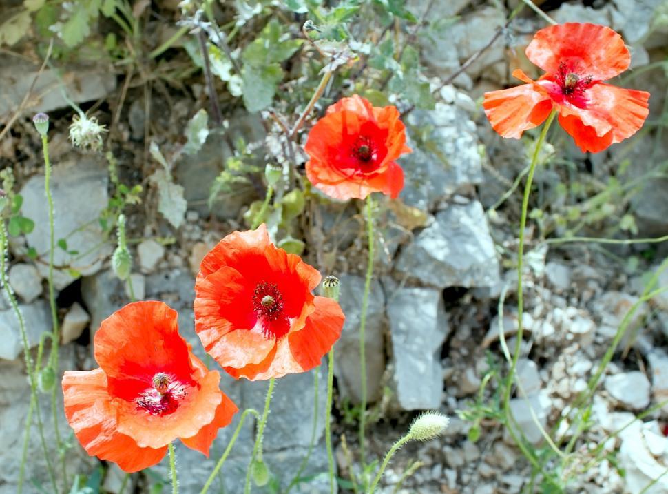 Free Image of Red poppy 