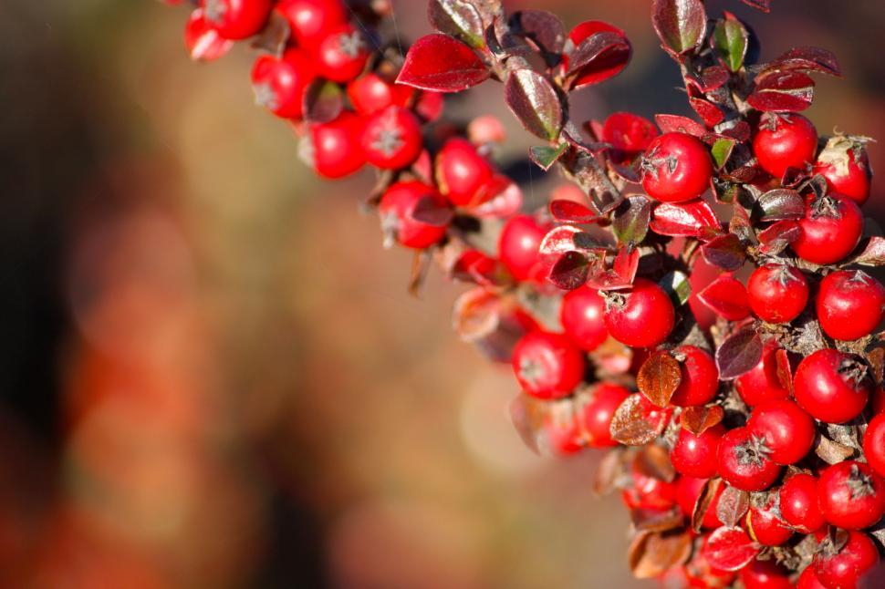 Free Image of A Bunch of Red Berries Hanging From a Tree 