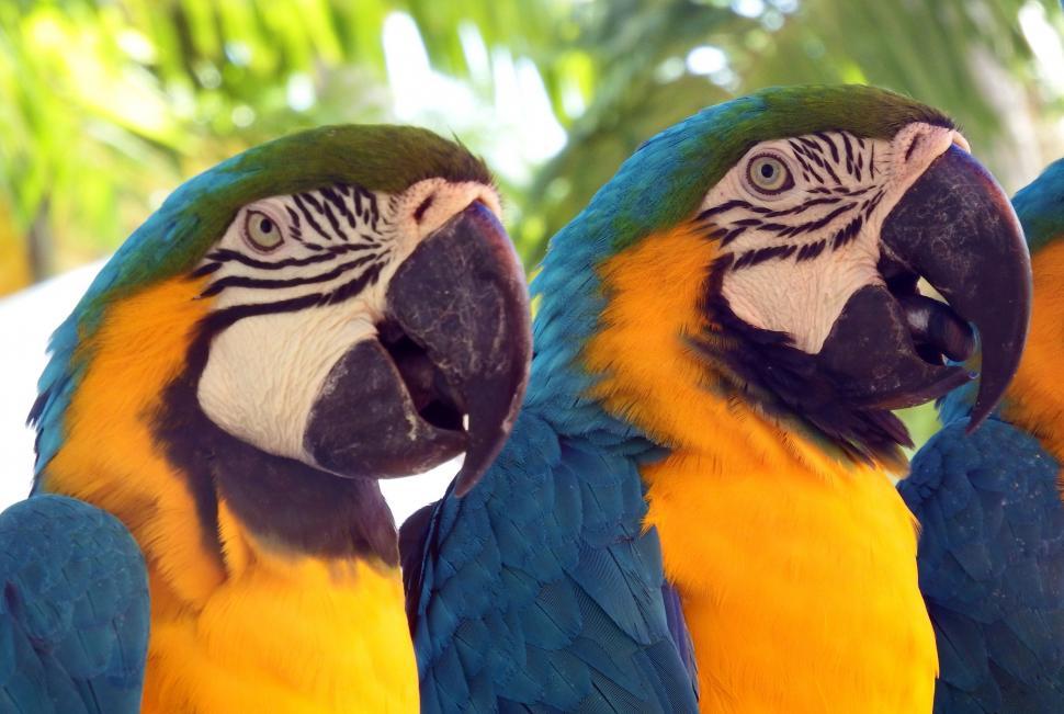 Free Image of Parrots  