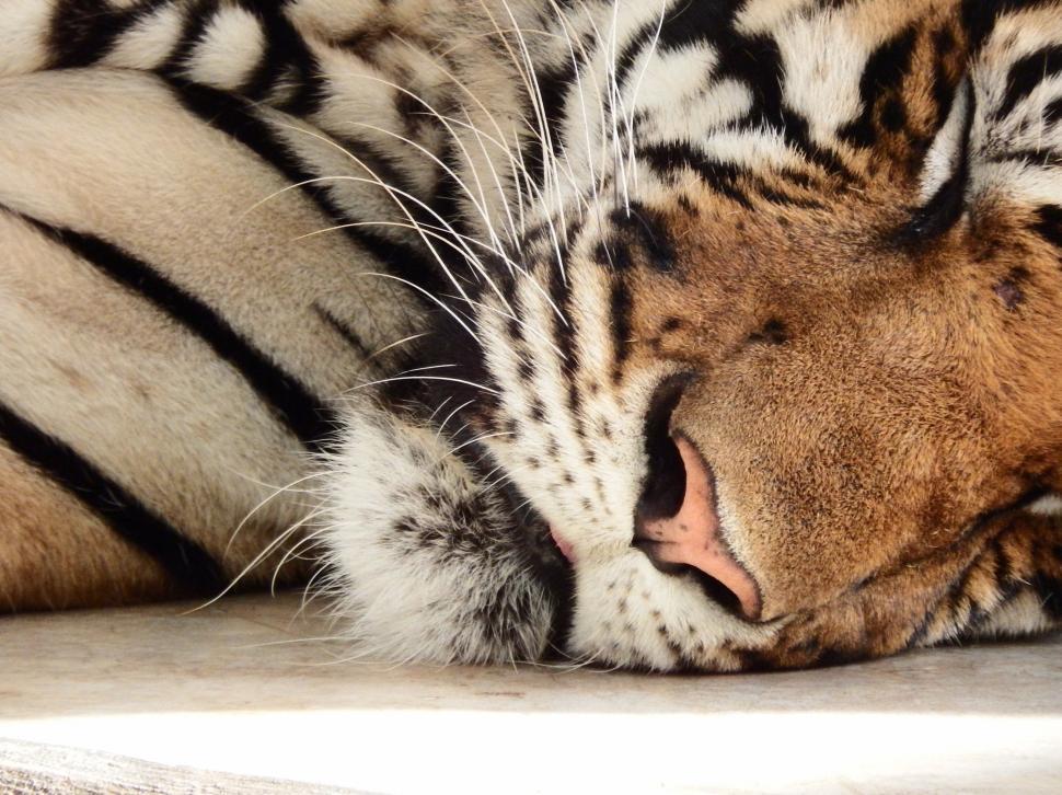 Free Image of Sleeping Tiger  