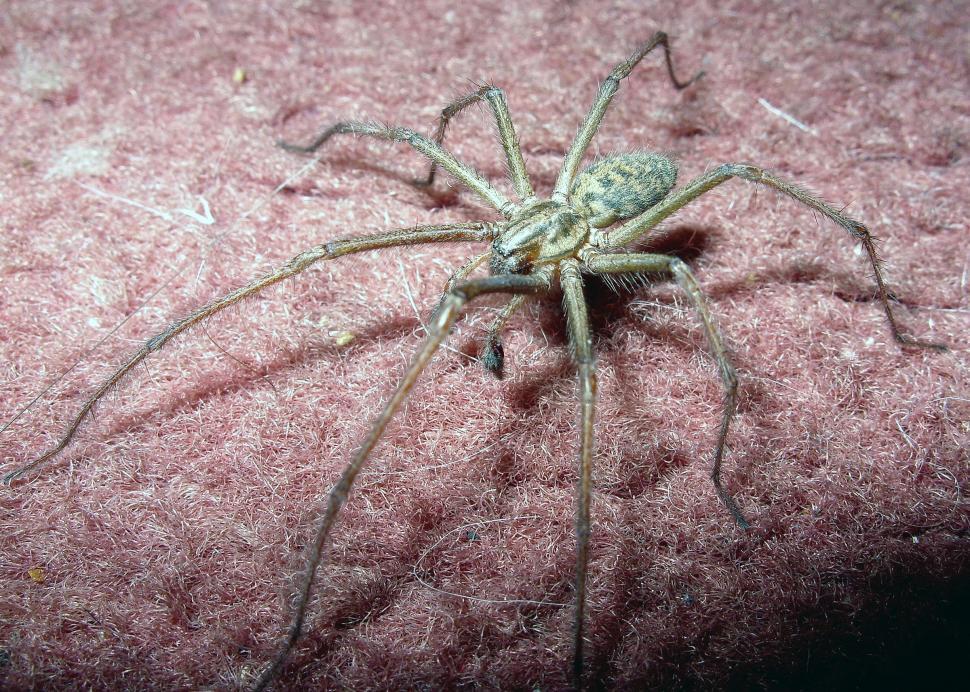 Free Image of British House Spider  