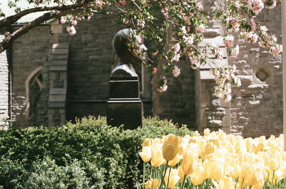 Free Image of Tulips in Front of Church With Bell Tower in Background 