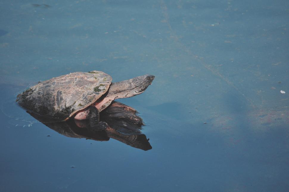 Free Image of Turtle Swimming in Water 