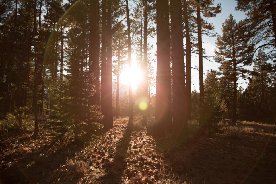 Free Image of Sun Shining Through Trees in Woods 