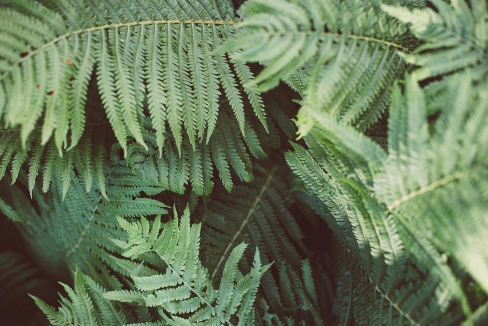 Free Image of Close Up of Green Leaves 