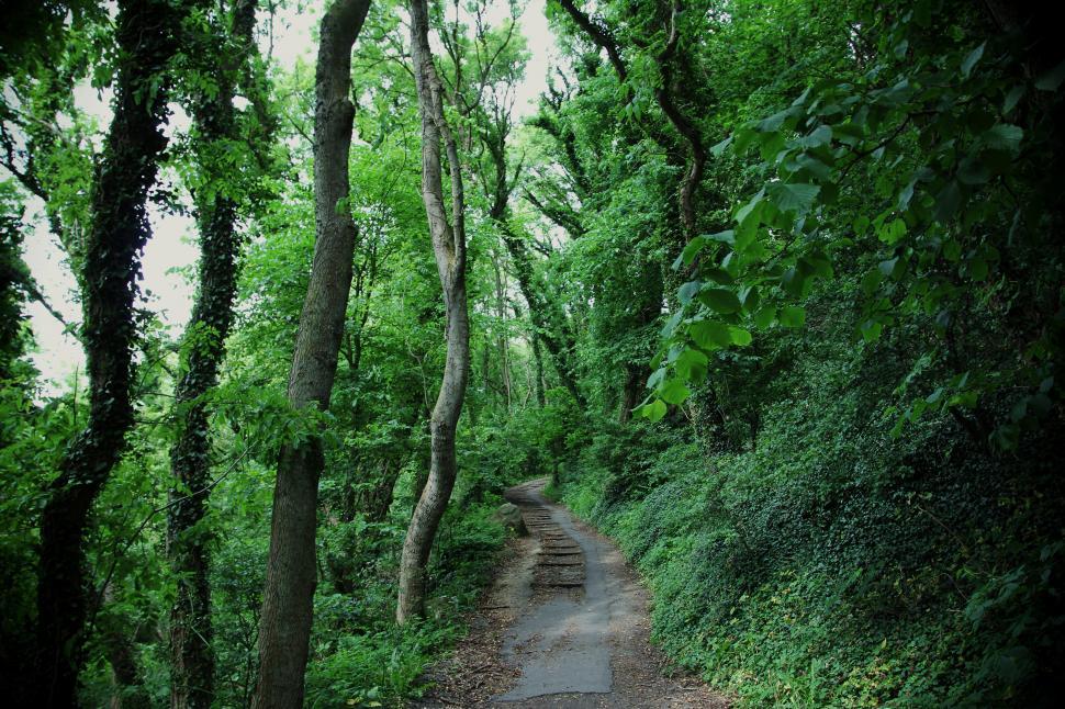 Free Image of Dirt Road Cutting Through Lush Green Forest 