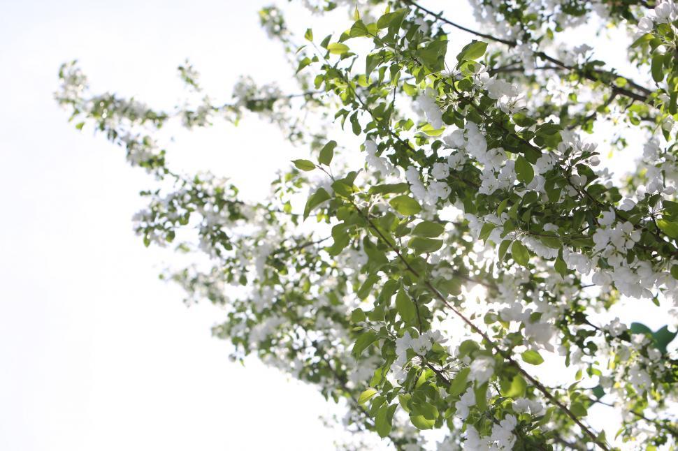Free Image of Tree With White Flowers and Green Leaves 