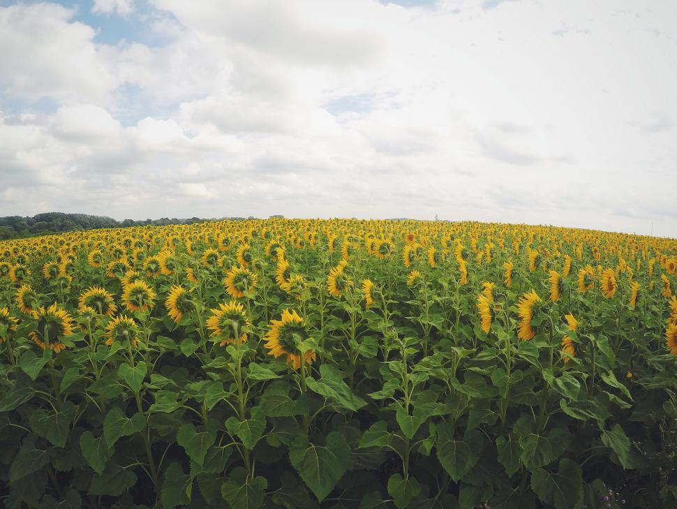 Free Image of Sprawling Field of Sunflowers Under a Cloudy Sky 