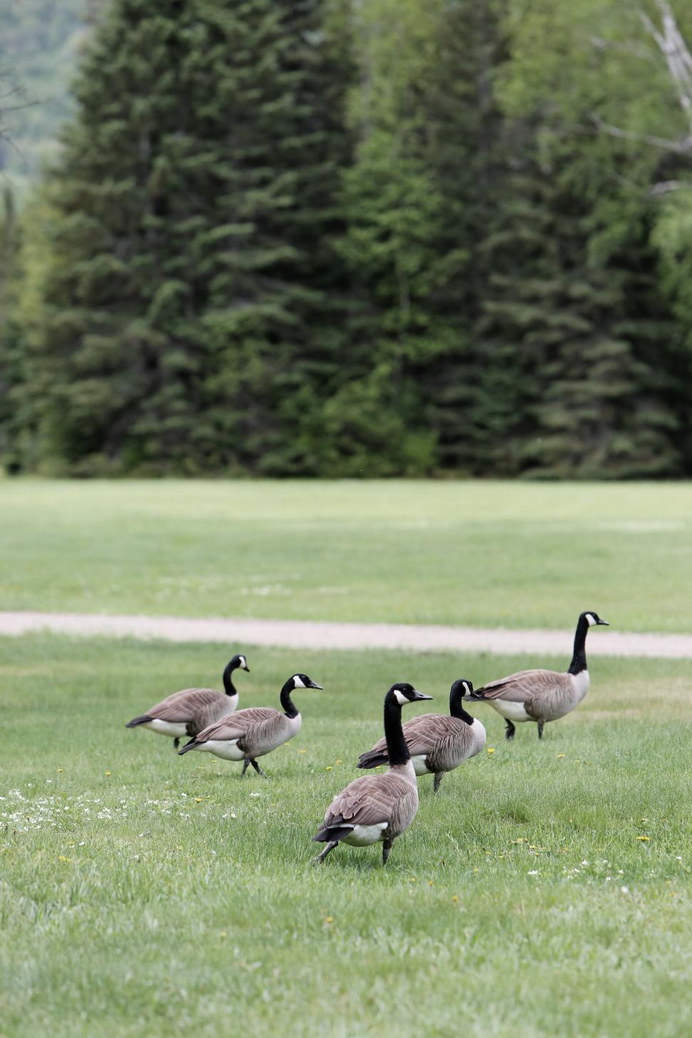 Free Image of A Flock of Ducks Crossing Lush Green Field 