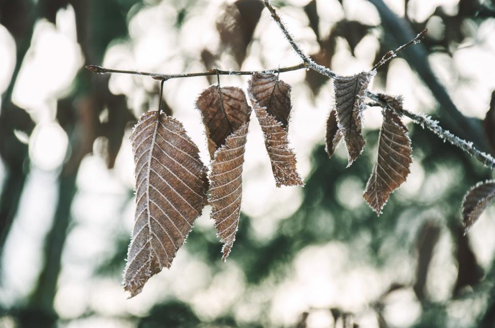 Free Image of Leaves Hanging From Tree Branch 