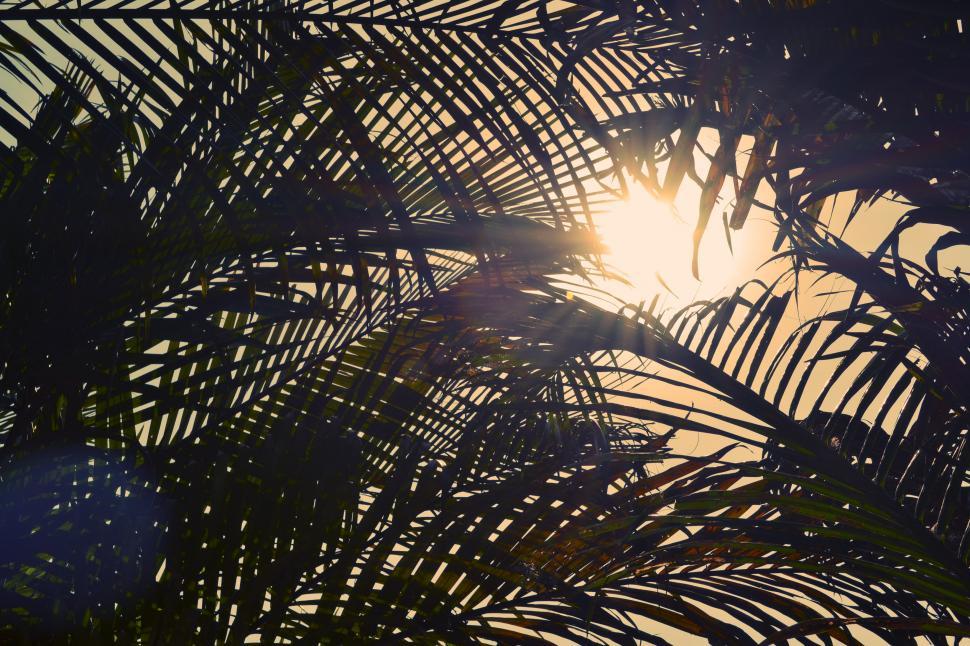 Free Image of The Sun Peek Through Palm Tree Leaves 